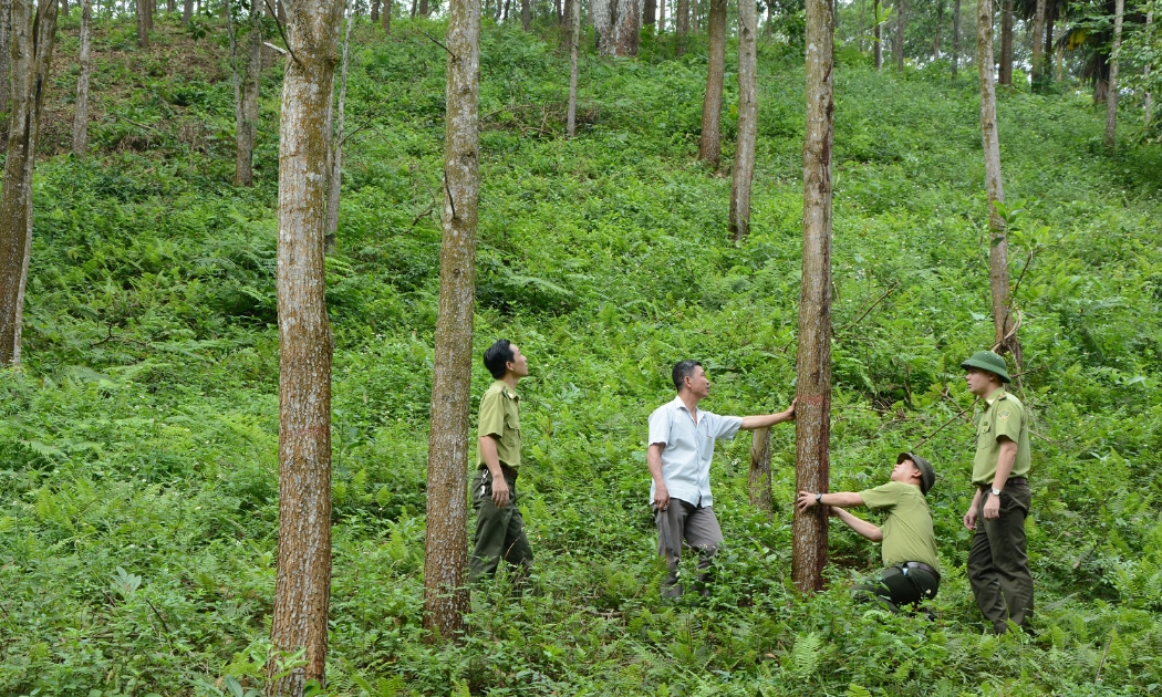 Các tỉnh Bắc Trung Bộ đang đẩy mạnh trồng rừng gỗ lớn