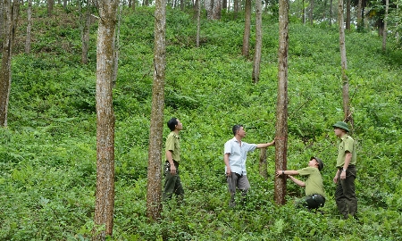 Các tỉnh Bắc Trung Bộ đang đẩy mạnh trồng rừng gỗ lớn