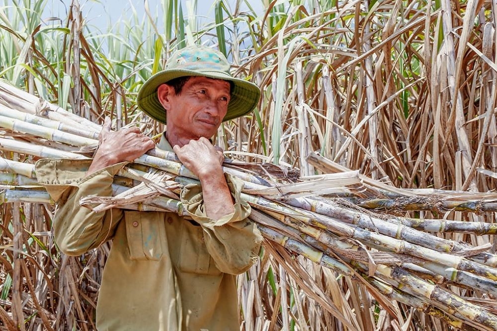 Không tiêu thụ được đường, ảnh hướng đến sinh kế của người nông dân trồng mía.