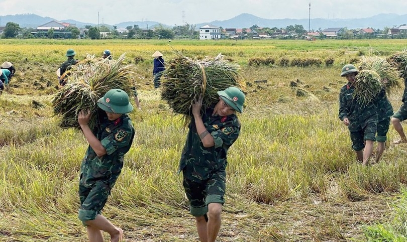50 cán bộ, chiến sĩ Trung đoàn 841 - Bộ CHQS tỉnh Hà Tĩnh đã tích cực hỗ trợ bà con nhân dân xã Cẩm Duệ thu hoạch lúa hè thu đề phòng mưa lớn do áp thấp nhiệt đới. Ảnh: BHT