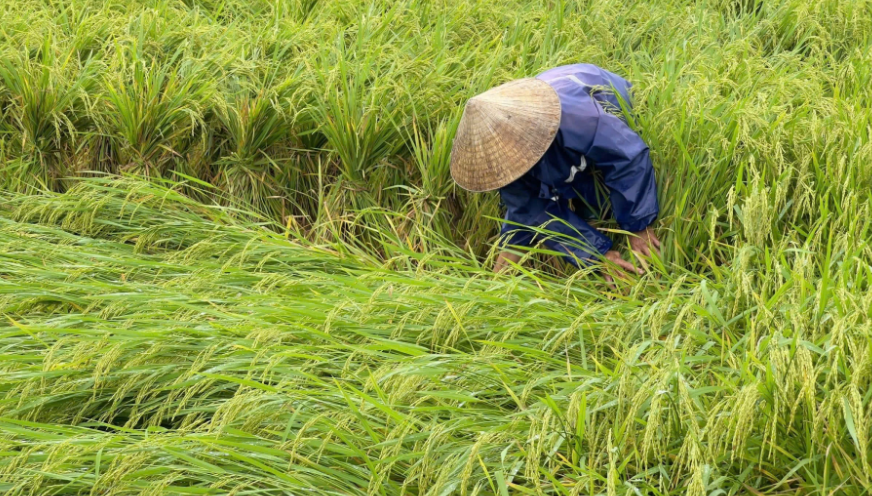 Nông dân xã Tuyên Hóa buộc lúa thành từng cụm nhỏ, giúp cây đứng thẳng để giảm thiệt hại. Ảnh: T.H