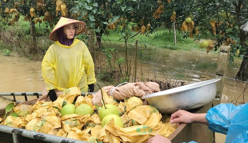 Lo ngại trước diễn biến phức tạp của bão số 6, nhiều hộ dân ở các xã Phúc Trạch, Hương Đô, Hương Phố, Hà Linh... khẩn trương thu hoạch bưởi Phúc Trạch tại các vùng thấp trũng.