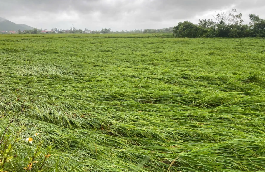 Mưa lớn khiến nhiều diện tích lúa hè-thu tại một số địa phương bị ngã, đổ.