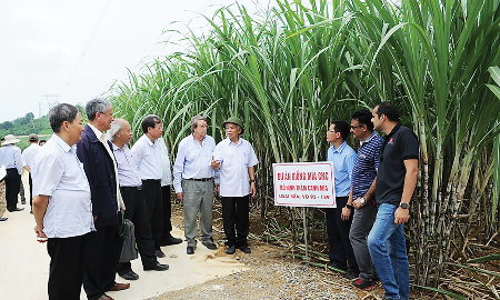 Dấu chân người tiên phong
