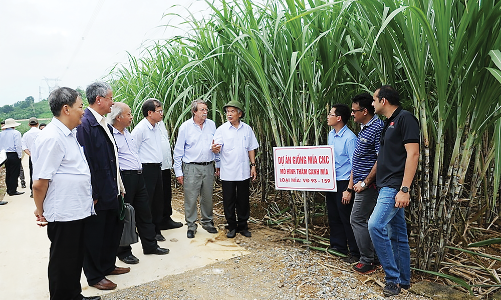 Dấu chân người tiên phong