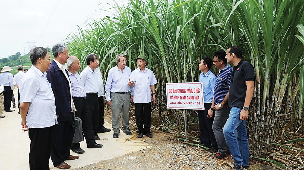 Dấu chân người tiên phong