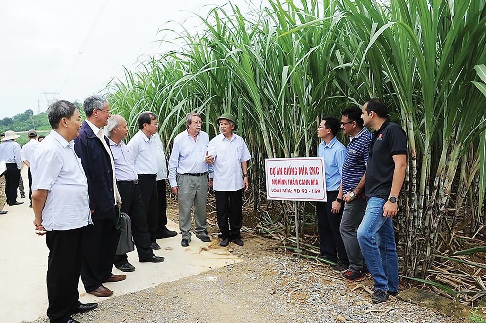 Anh hùng lao động Lê Văn Tam giới thiệu với các chuyên gia nước ngoài các giống mía mới của Lasuco