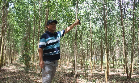 Tiềm năng gia tăng nguồn cung tín chỉ carbon từ rừng trồng