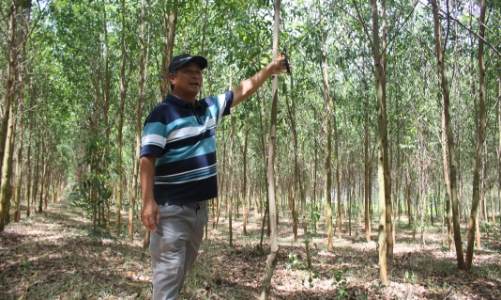 Tiềm năng gia tăng nguồn cung tín chỉ carbon từ rừng trồng