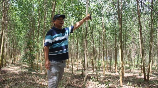 Tiềm năng gia tăng nguồn cung tín chỉ carbon từ rừng trồng