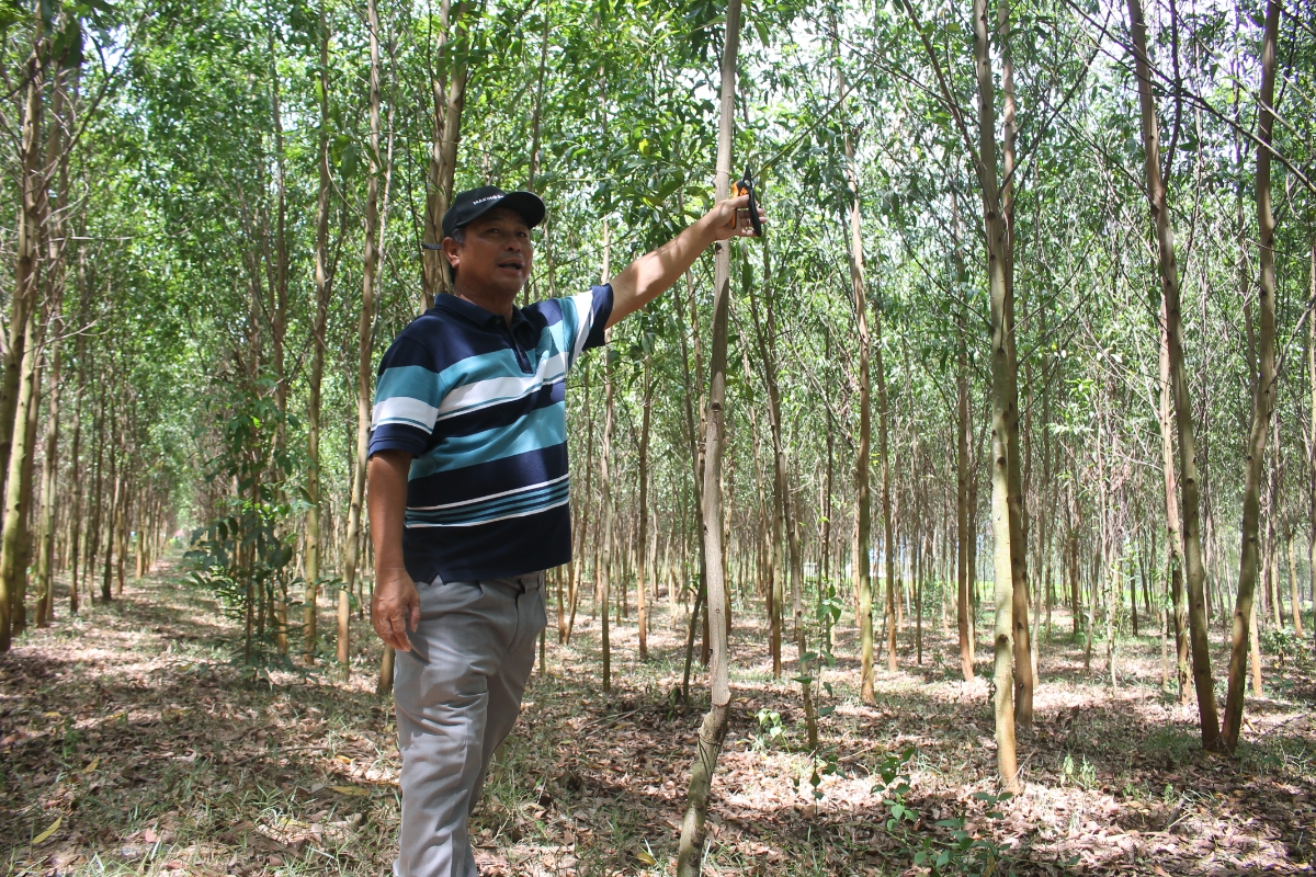 Rừng trồng có tiềm năng cho tín chỉ carbon cao. Ảnh Chu Khôi