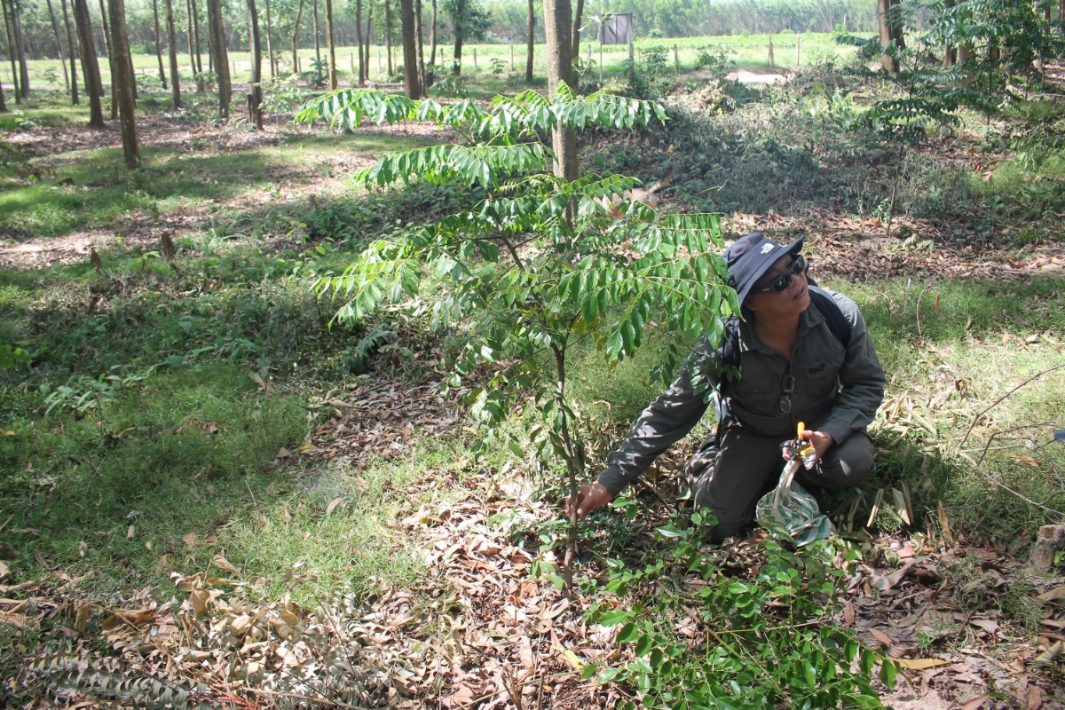 Trồng cây lim xanh xen canh trong rừng trồng cây keo ở Gia Lai. Ảnh Chu Khôi
