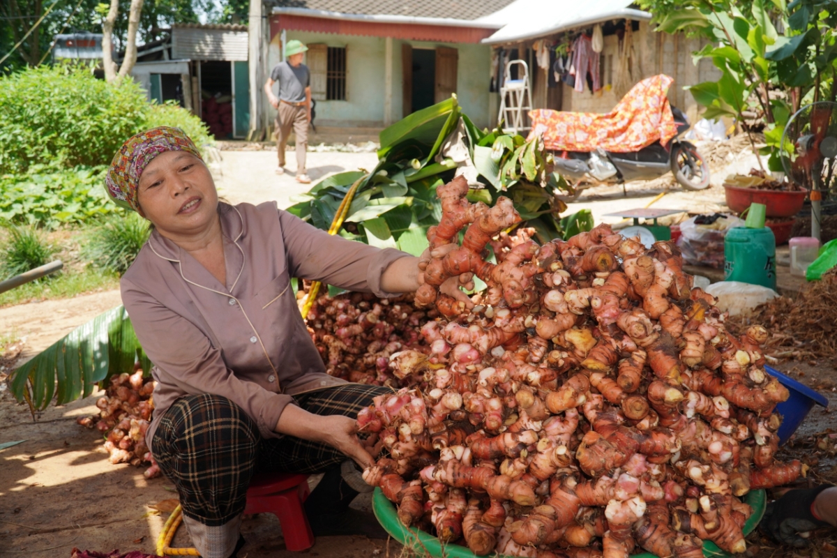 Sau khi thu hoạch riềng từ ruộng về, các hộ dân sẽ sơ chề và phân loại riềng
