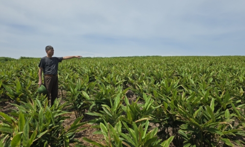 Mô hình kinh tế mới, bền vững ở Mỹ Quang với cây 