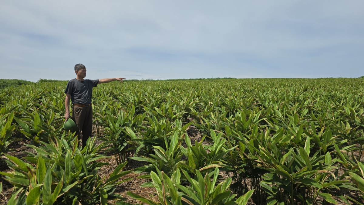 Ông Trần Thế Xanh dắt tôi đi thăm ruộng riềng của gia đình.