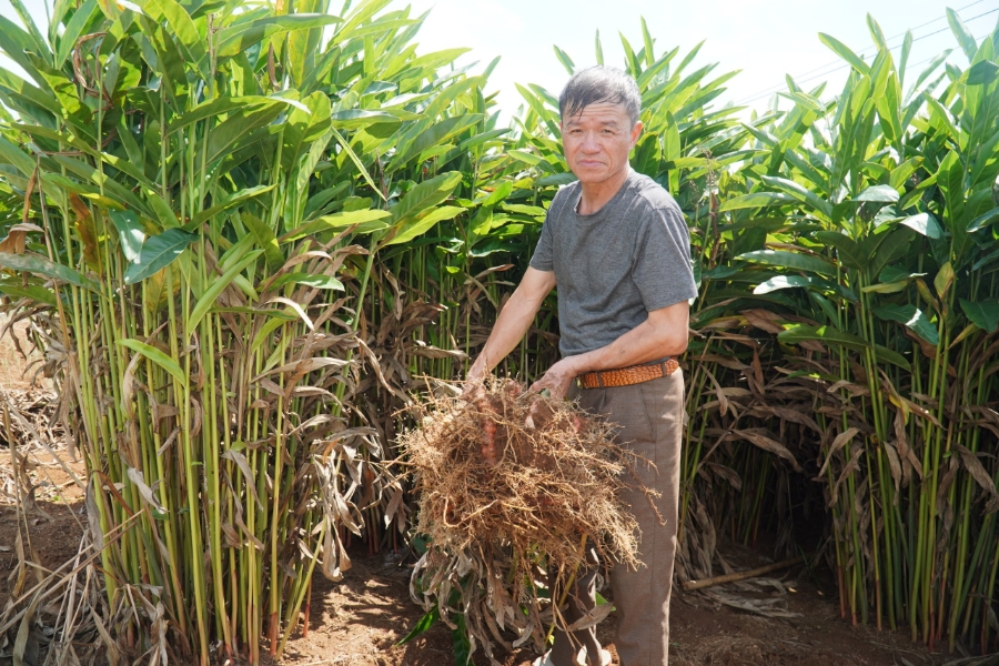 Theo ông Xanh, cây riềng ít sâu bệnh, không kén đất, hầu như chẳng phải tưới tắm cầu kỳ.