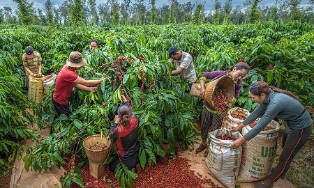 Xuất khẩu nông lâm thủy sản 8 tháng đạt trên 45 tỷ USD, gỗ và cà phê dẫn dắt tăng trưởng