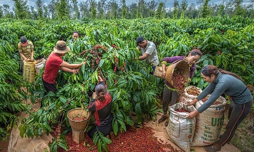 Xuất khẩu nông lâm thủy sản 8 tháng đạt trên 45 tỷ USD, gỗ và cà phê dẫn dắt tăng trưởng