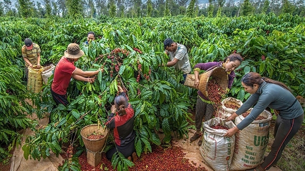 Xuất khẩu nông lâm thủy sản 8 tháng đạt trên 45 tỷ USD, gỗ và cà phê dẫn dắt tăng trưởng