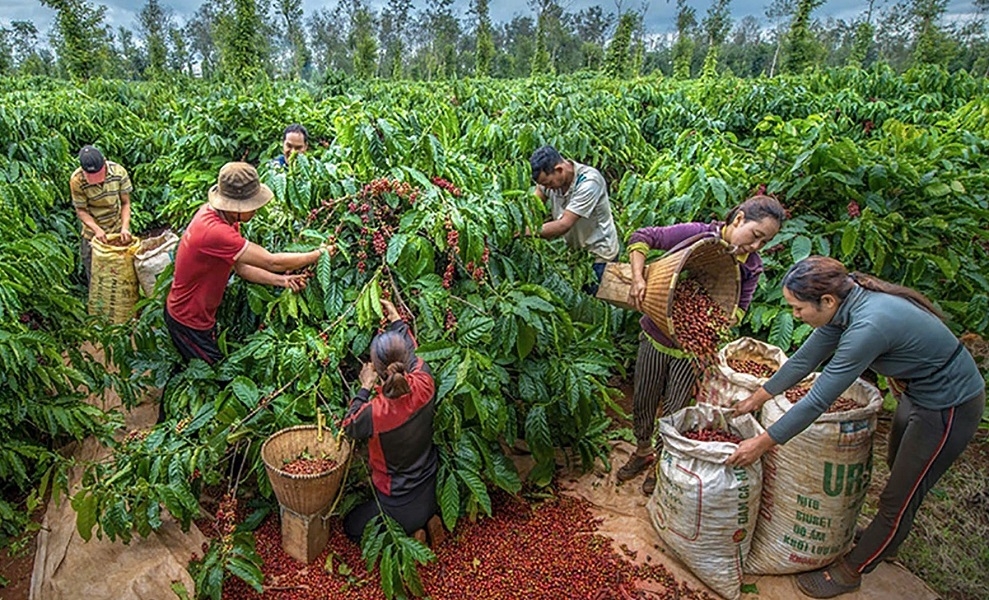 Xuất khẩu cà phê bứt phá với con số kỷ lục 6,42 tỷ USD.