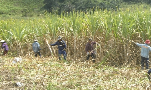 5 nhiệm vụ trọng tâm của ngành mía đường trong niên vụ mới 