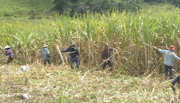 Ngành mía đường Việt Nam hiện đang tạo sinh kế cho hơn 225.000 hộ nông dân.