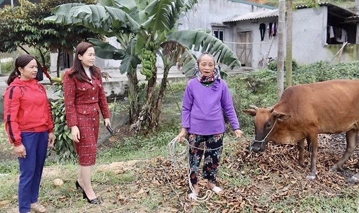 Gia đình bà Dậu ở xã Hóa Quỳ (tỉnh Thanh Hóa) thoát nghèo từ chăn nuôi bò và trồng cây keo.