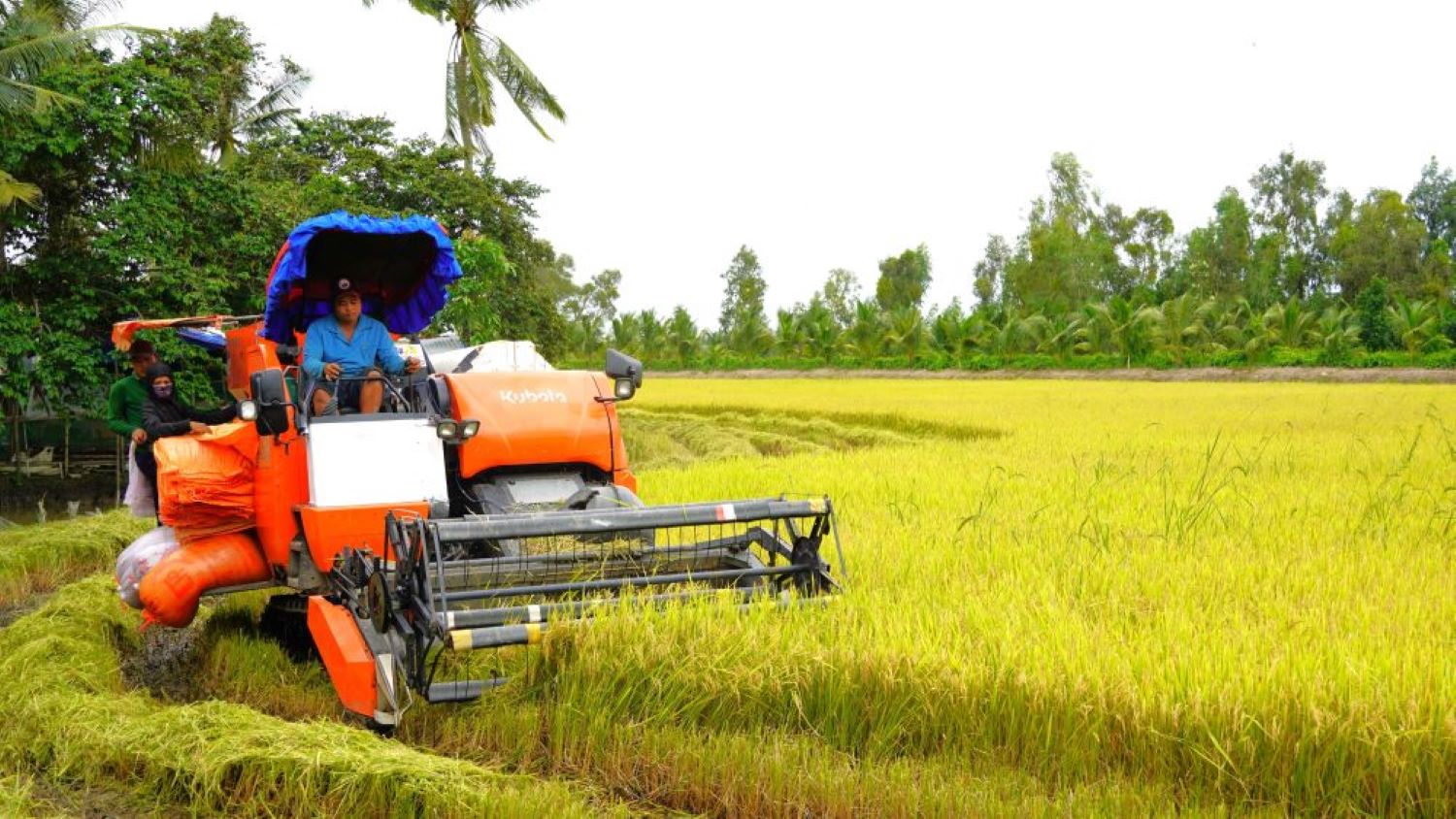Diện tích gieo cấy lúa giảm nhưng tiến độ thu hoạch khả quan.