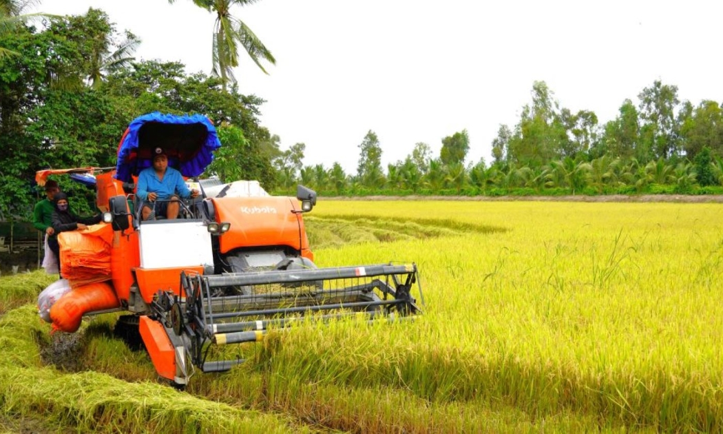 Diện tích gieo cấy lúa giảm nhưng tiến độ thu hoạch khả quan.