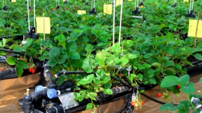Towards circular agriculture