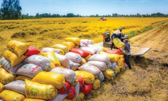 Xuất khẩu gạo đối mặt với thách thức mới