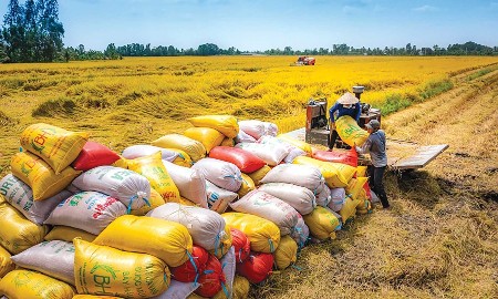 Xuất khẩu gạo đối mặt với thách thức mới