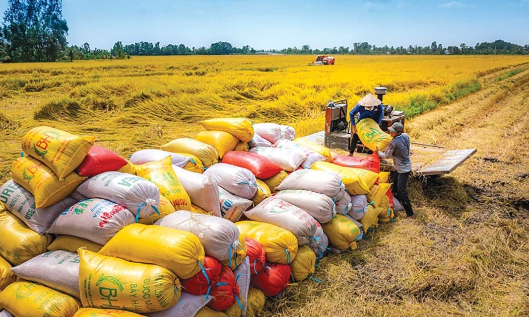 Xuất khẩu gạo gặp khó trong quý 3 năm 2025