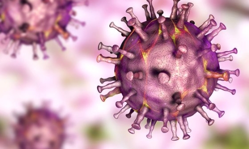 Hơn 4.700 ca tử vong vì dịch tả trên toàn cầu, Bộ Y tế ra công văn cảnh báo 