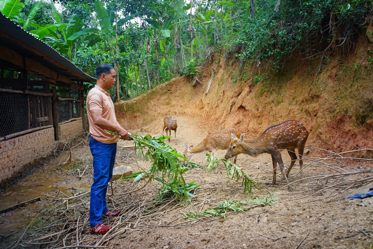 Người dân xã Đông Giang nuôi hươu sao lấy nhung để phát triển kinh tế. Ảnh: Xuân Sơn