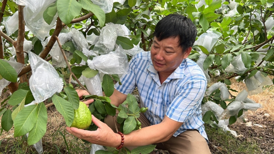 Anh Trịnh Xuân Hòa, một trong những hộ dân tiên phong phát triển mô hình ổi lê theo tiêu chuẩn VietGAP tại xã Hà Long.