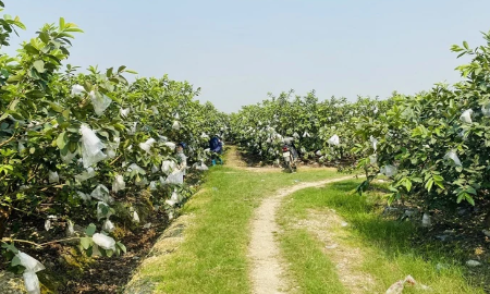 Giống ổi lê mở ra hướng phát triển kinh tế bền vững cho nông dân Hà Long.