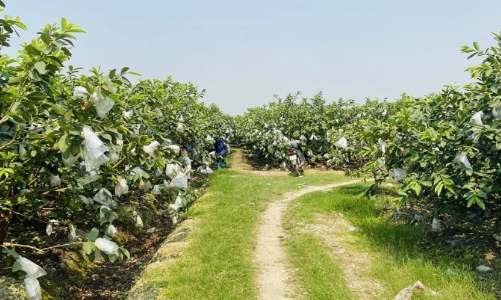 Mở lối phát triển kinh tế xanh, giá trị cao từ giống ổi lê Quý Hương