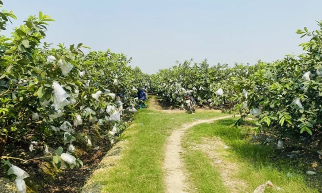 Giống ổi lê mở ra hướng phát triển kinh tế bền vững cho nông dân Hà Long.