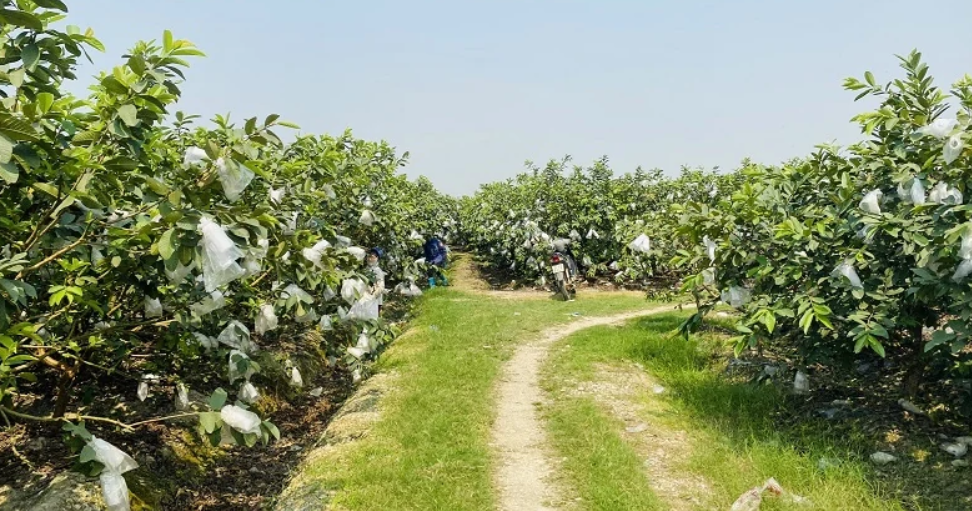 Giống ổi lê mở ra hướng phát triển kinh tế bền vững cho nông dân Hà Long.