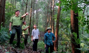 Thêm nhiều cộng đồng dân cư Nghệ An được hưởng lợi qua giảm phát thải khí nhà kính từ rừng