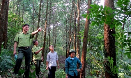 Thêm nhiều cộng đồng dân cư Nghệ An được hưởng lợi qua giảm phát thải khí nhà kính từ rừng