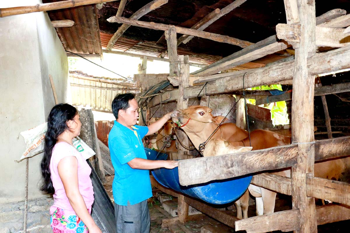 Được hướng dẫn cách chăm sóc, phòng chống bệnh tật, nuôi bò vỗ béo đang từng bước tạo sinh kế bền vững cho người dân miền núi tại Tuyên Quang.