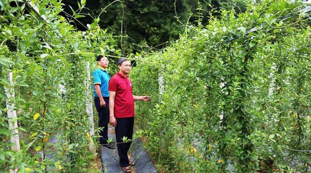 Điểm tham quan, trải nghiệm du lịch nông nghiệp Dược liệu Pù Mát.