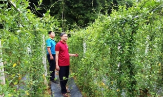 Nghệ An có thêm điểm du lịch nông nghiệp dược liệu