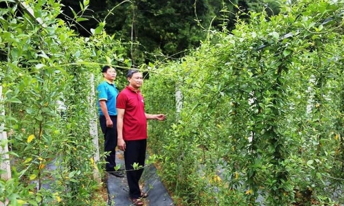 Nghệ An có thêm điểm du lịch nông nghiệp dược liệu