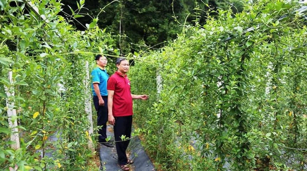 Điểm tham quan, trải nghiệm du lịch nông nghiệp Dược liệu Pù Mát.