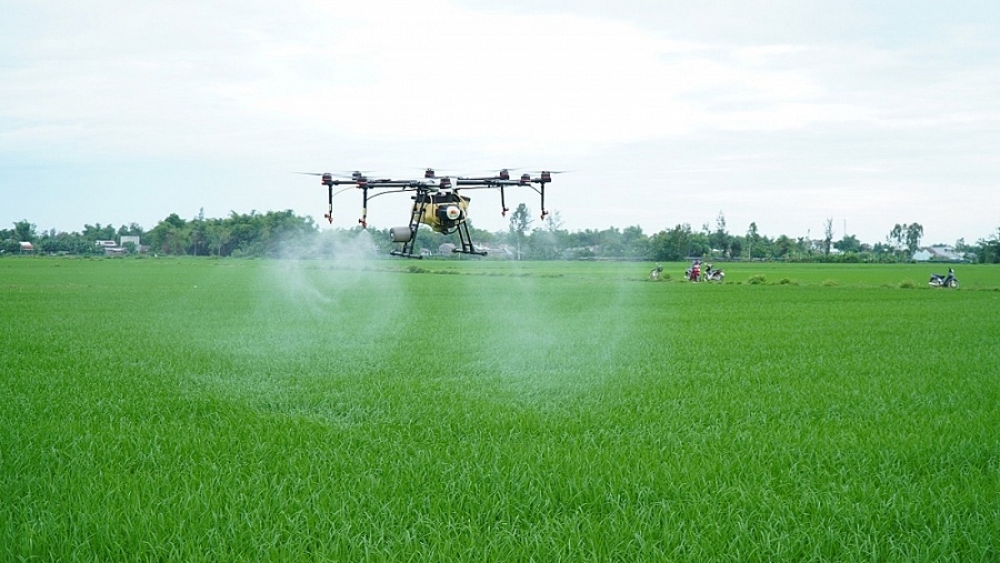 Máy bay phun thuốc sử dụng phổ biến trên các cánh đồng tại Đồng bằng sông Cửu Long.