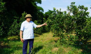 Cam sạch Cẩm Thạch và hành trình làm giàu từ đổi mới cách nghĩ, phát triển nông nghiệp hữu cơ