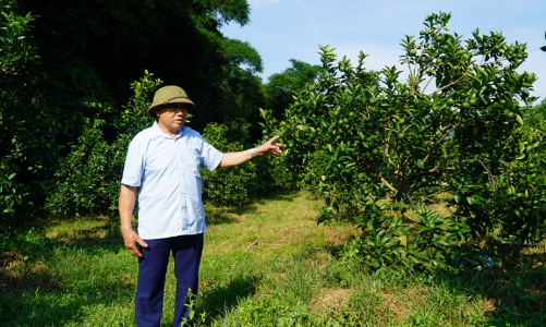 Cam sạch Cẩm Thạch và hành trình làm giàu từ đổi mới cách nghĩ, phát triển nông nghiệp hữu cơ